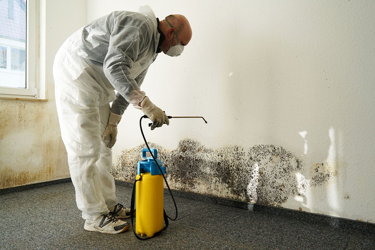 Mold-Remediation-Cost